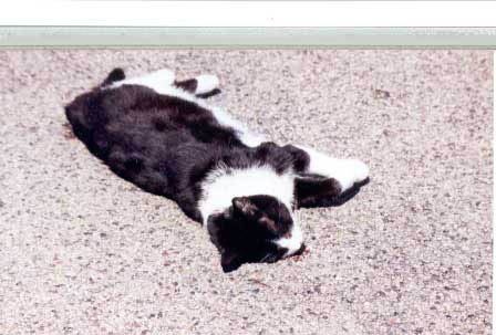 sunday_morn-wanda_found_murdered